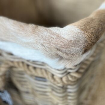 Goat Skin Basket Close Up - hotboxstoves.co.uk
