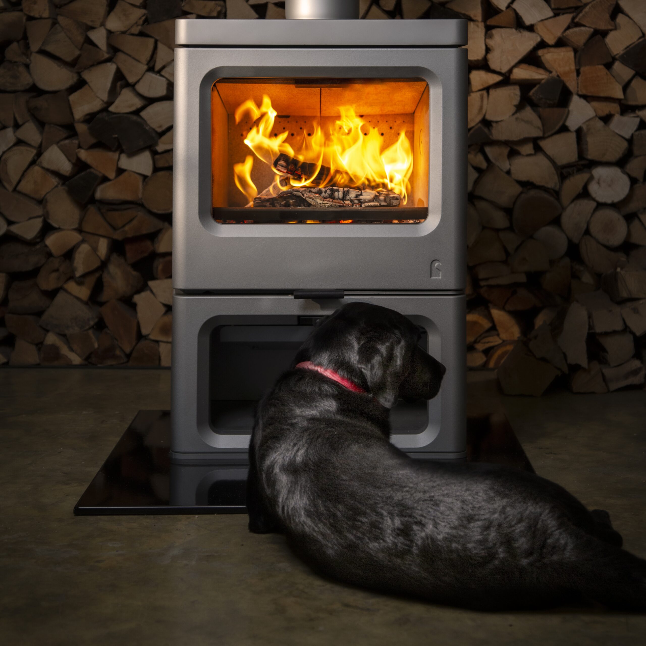 charnwood skye E700 dog